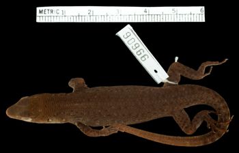 Media type: image;   Herpetology R-99606 Aspect: dorsal